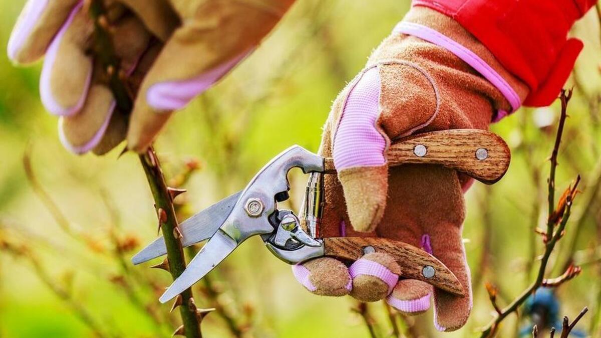 Spring pruning roses in the garden