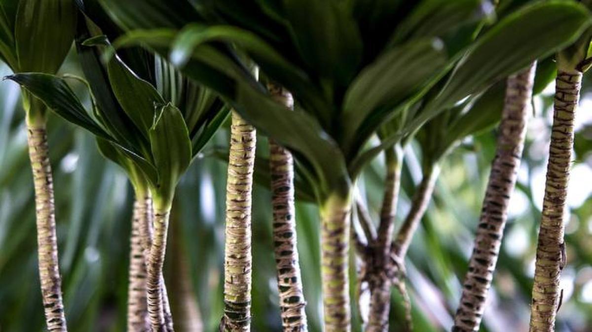 This cornstalk plant at Exotic Plants is slow-growing and can survive for decades.
