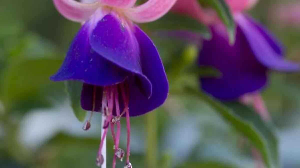 Fuchsias will be on display and on sale during the 74th annual show Saturday, June 4.