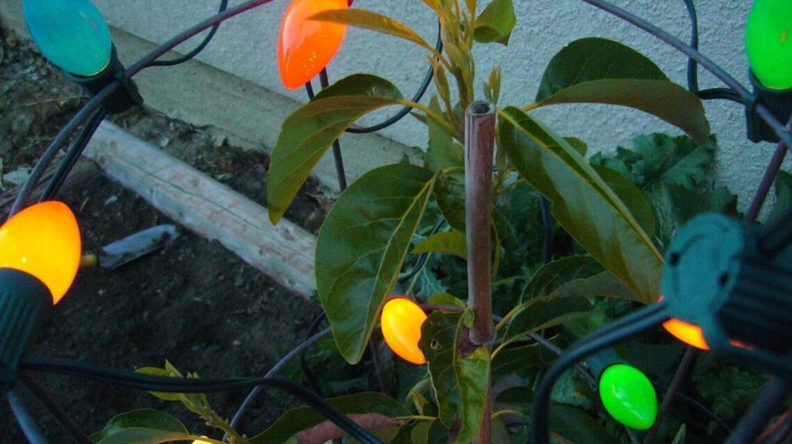 Brrrrr! Time to protect plants from frost