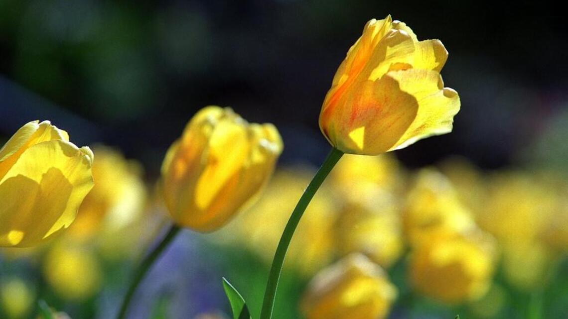 You’d better dig in if you want to reap spring flowers from fall bulbs