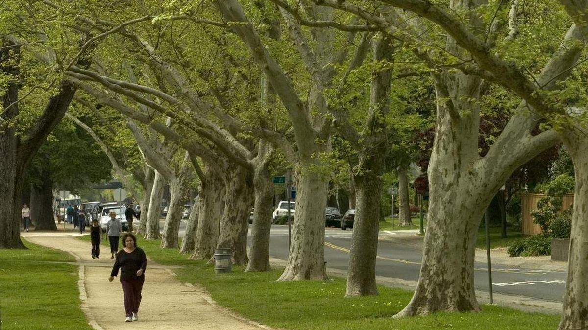 Huge sycamore trees line the jogging path at McKinley Park in East Sacramento.