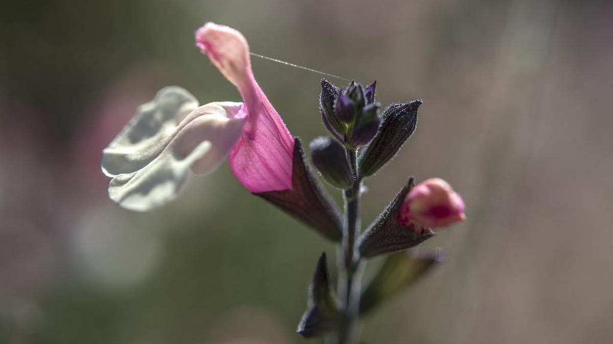 Sierra San Antonio sage, a hybrid, is featured in the UC Davis hummingbird garden.