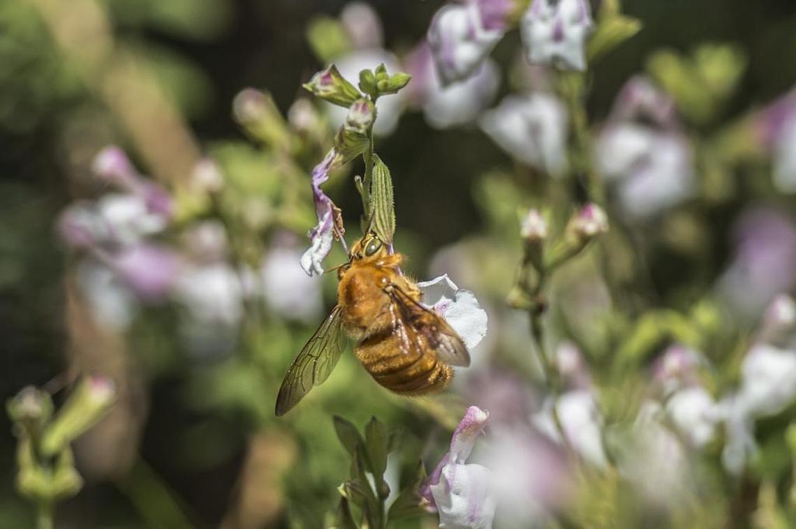 A male Valley carpenter bee gathers pollen in the new UC Davis hummingbird garden.