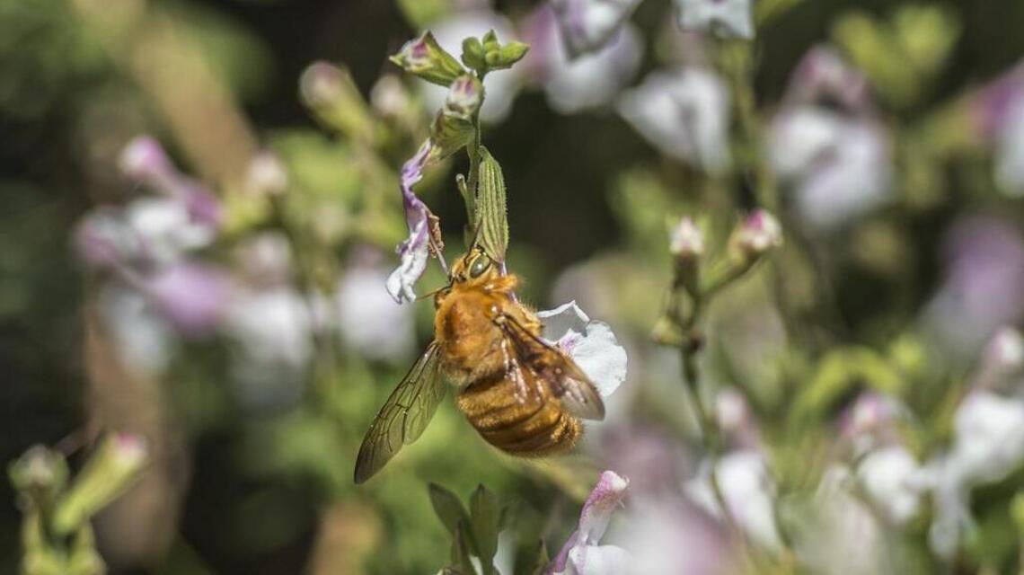 What’s all the buzz about? How you can vote for California’s official state bee