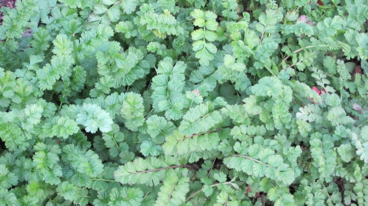 Garden Gems: California honeydew is a native perennial herb that grows along the central coast. With fern-like foliage, it needs little water in dry shade.