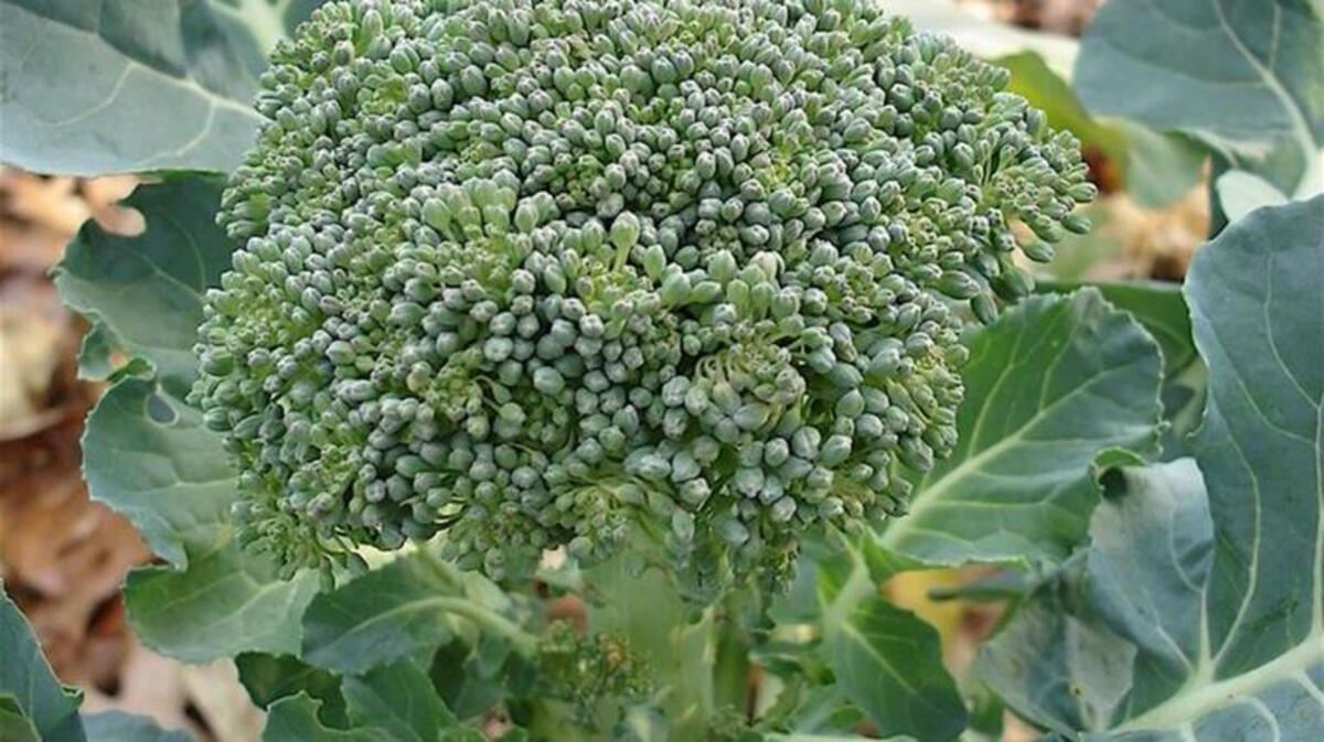 Want broccoli this winter and spring? Plant it now.