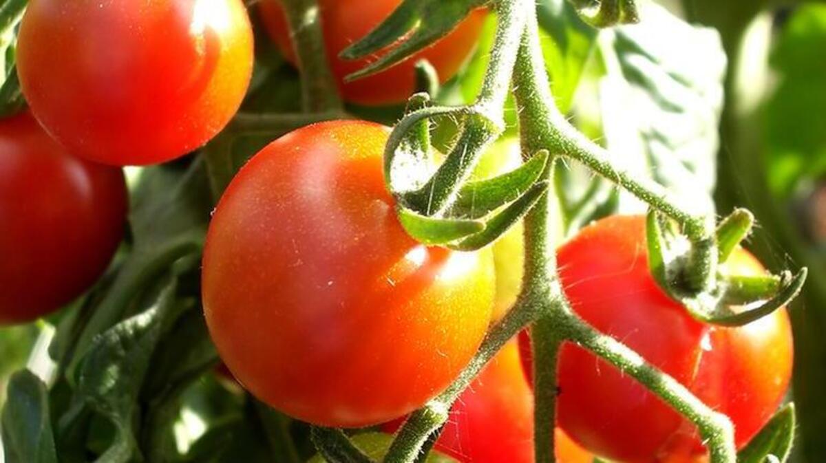 There’s still time (such as this week) to plant most summer vegetables and flowers, including tomatoes. But if you wait much longer, hot weather will hinder their growth.
