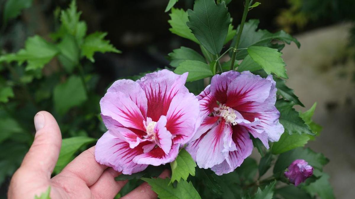 Purple Pillar Rose of Sharon is a new take on an old-fashion favorite. With unusual two-tone flowers, this heat and drought-tolerant hibiscus grows into a narrow column to fit in tight spaces.