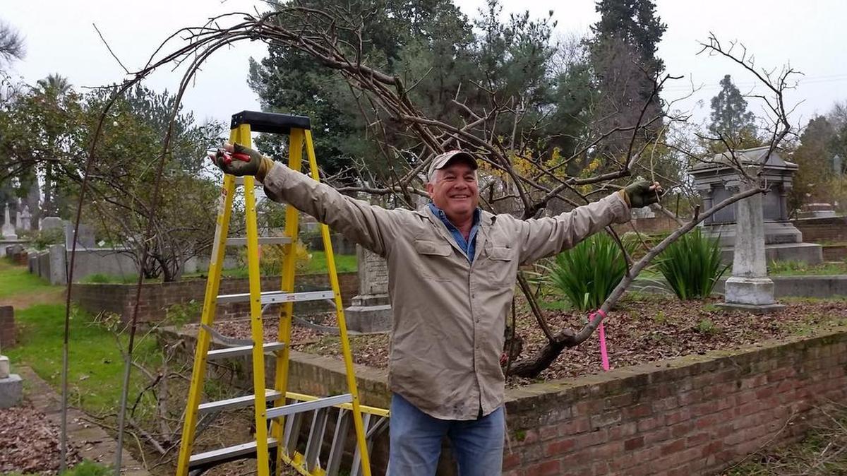 Stephen Scanniello shows off the results after pruning a huge climbing rose in the Historic City Cemetery. He’ll return to Sacramento Jan 14-16.