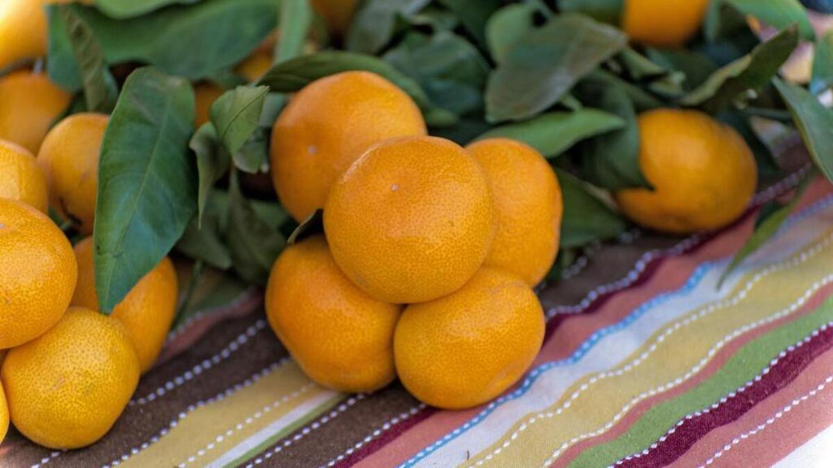 Mandarin oranges await buyers during the annual Mountain Mandarin Festival at the Gold Country Fairgrounds.