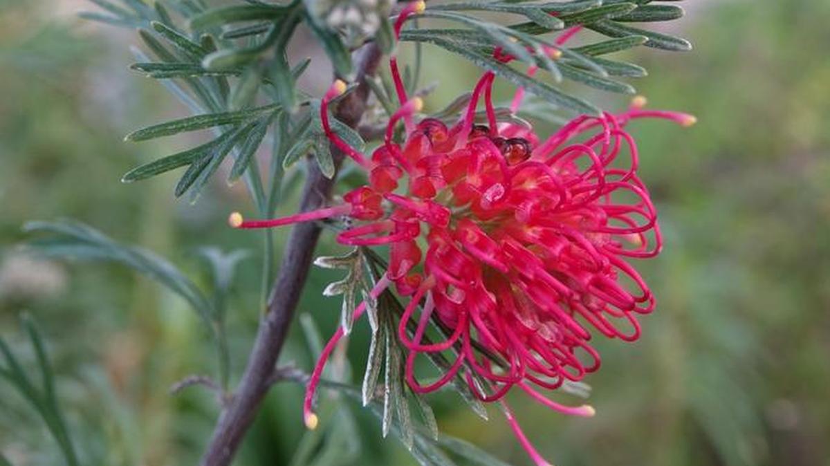 Pollinator Plant List: Winpara Gem hybrid grevillea is an Australian native shrub that’s right at home in drought-tolerant gardens. Hummingbirds love it, too.