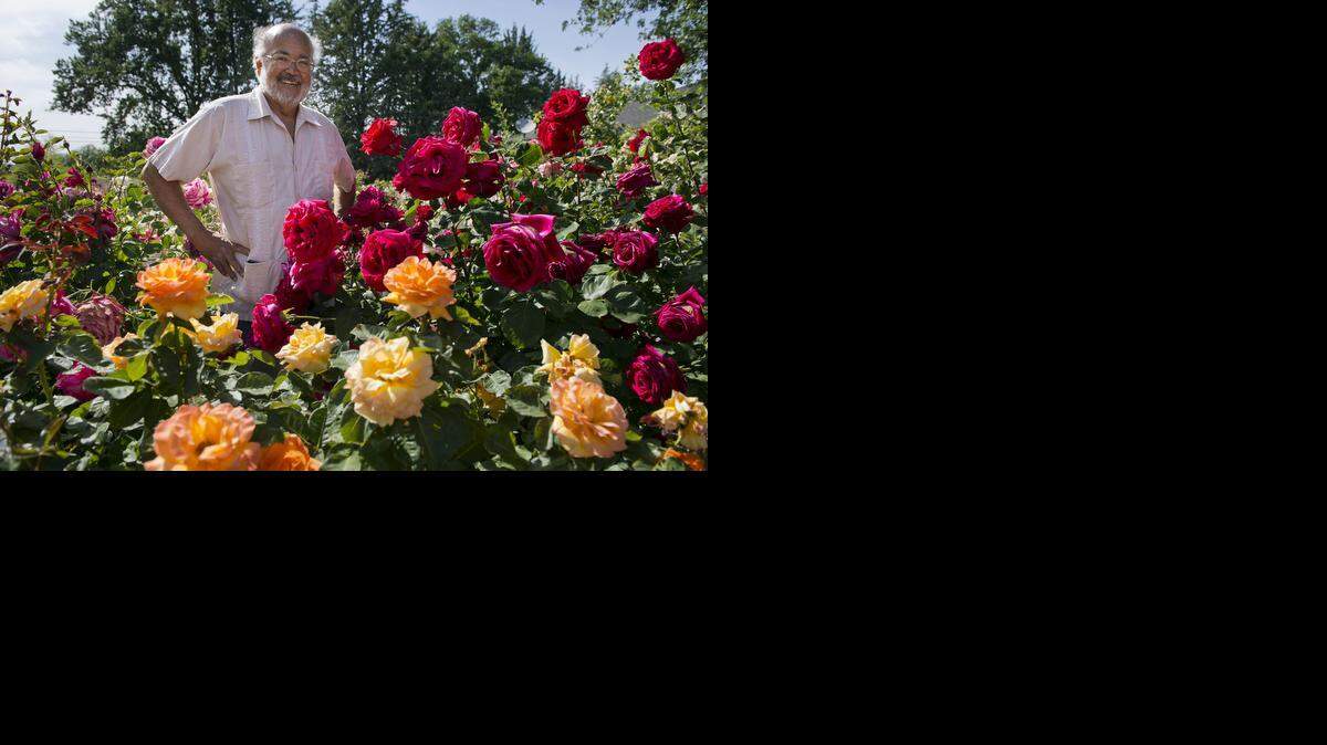 
Baldo Villegas enjoys the many blooms in his Orangevale rose garden, which features more than 2,500 bushes. He developed a pruning method that takes 3 minutes or less per bush.
