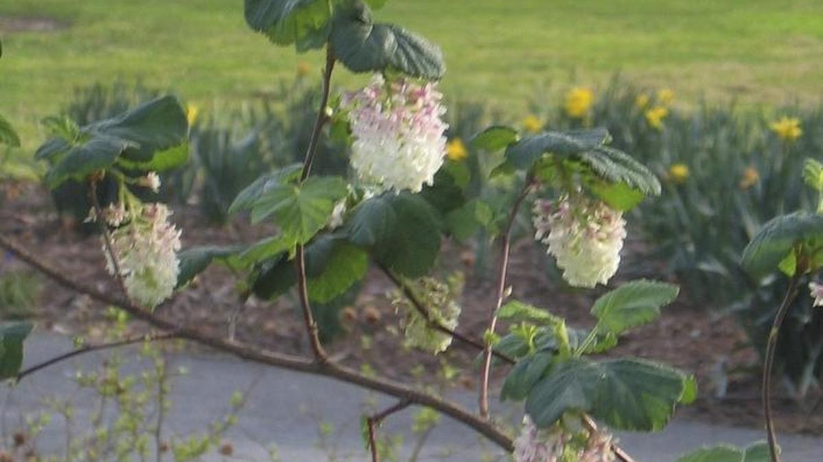 White wild currant is a California native that songbirds love. Its pretty flowers brighten up dry shade.