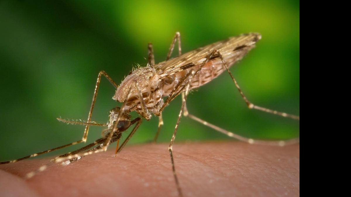 
Mosquitos are carriers of West Nile virus, which arrived in California 12 years ago.
