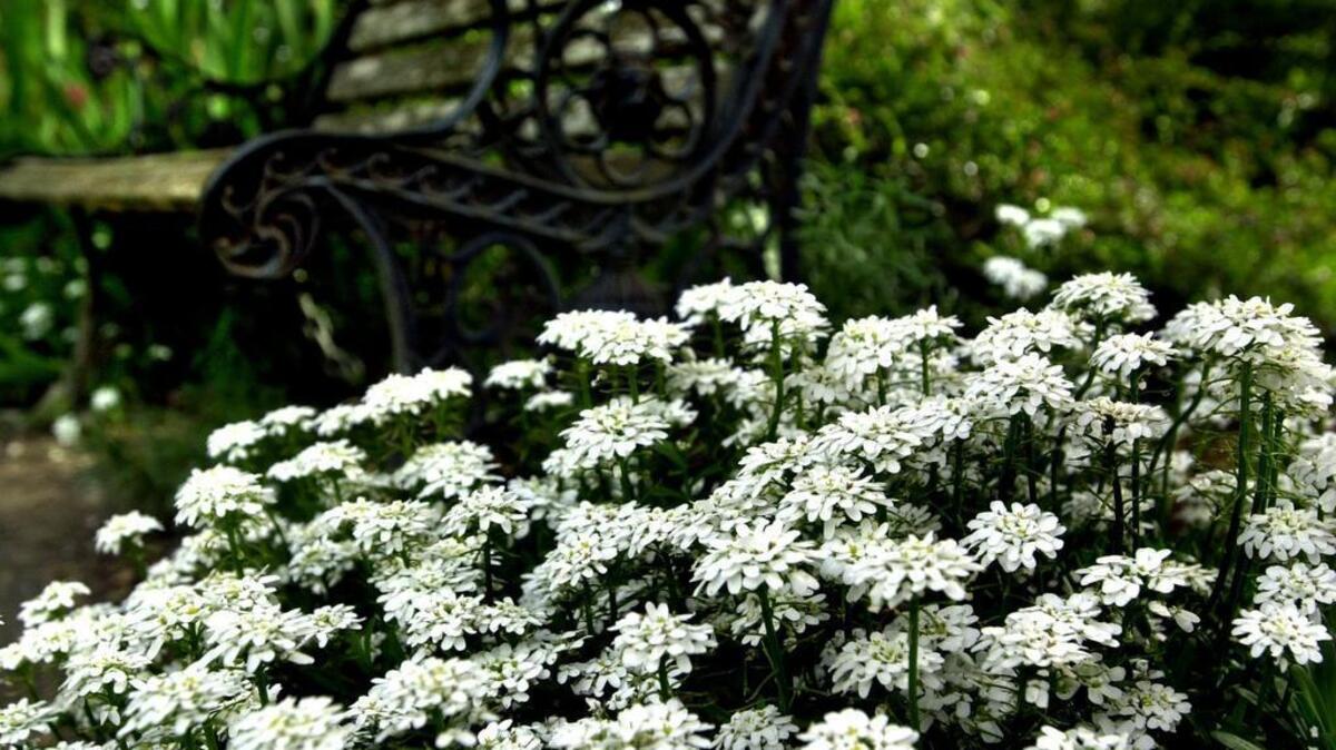 Now is the time to trans plant or seed candytuft.