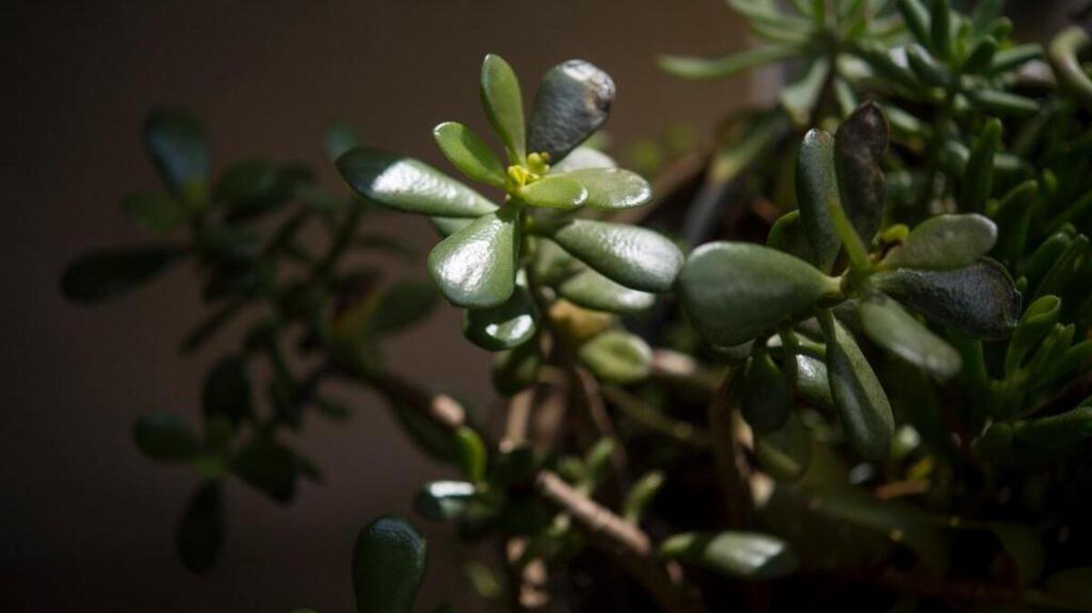 Freezing temperatures can be a major threat to succulents and other tender plants. Garden experts recommend covering them with frost cloths or other insulators when temperatures below 32 degrees are forecast.