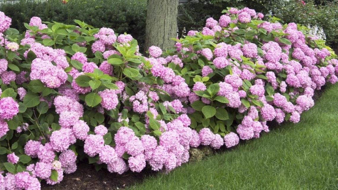 Hydrangeas offer a lot of long-lasting color in the summer landscape, especially in spots with partial shade.