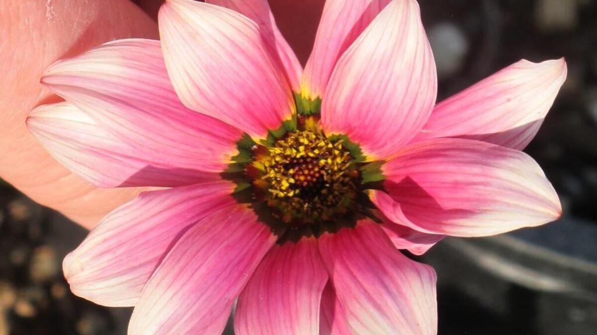 “Christopher Lloyd” gazania flowers through the summer.