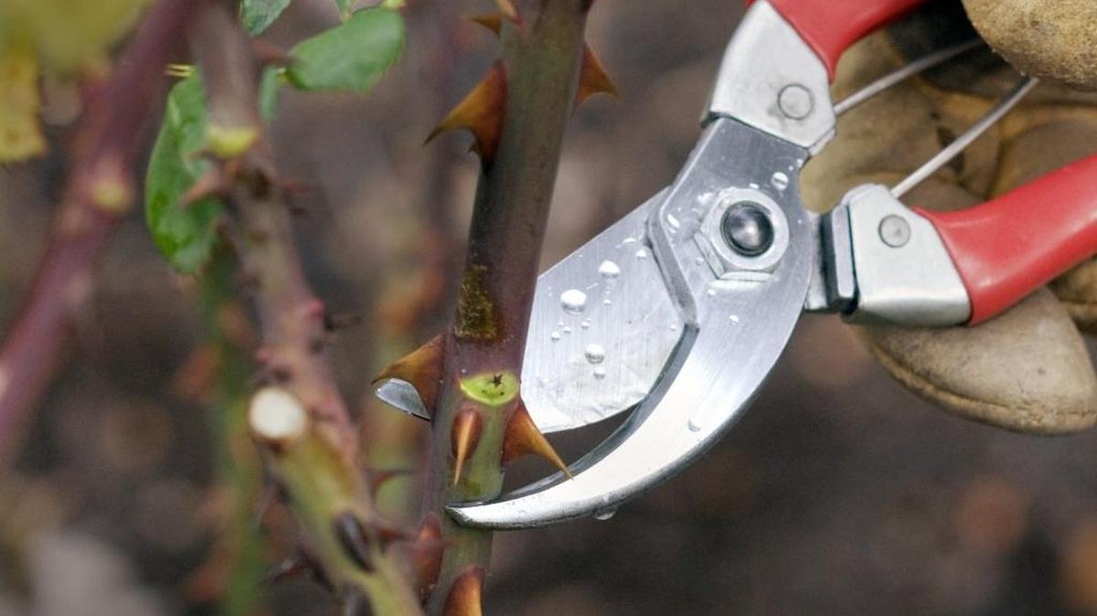 It’s time to prune the roses!