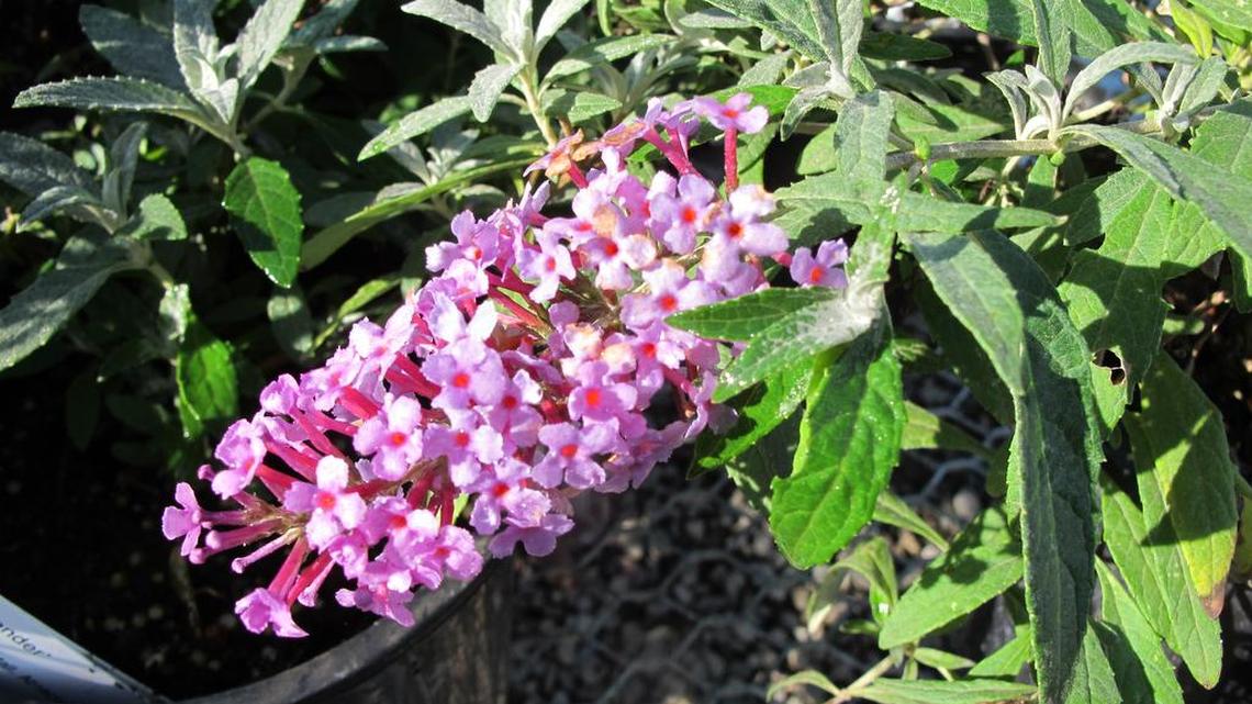 Garden Gems: Dwarf butterfly bush, such as Buzz Lavender from the Buzz Series, stay relatively compact, but still offer big blooms.