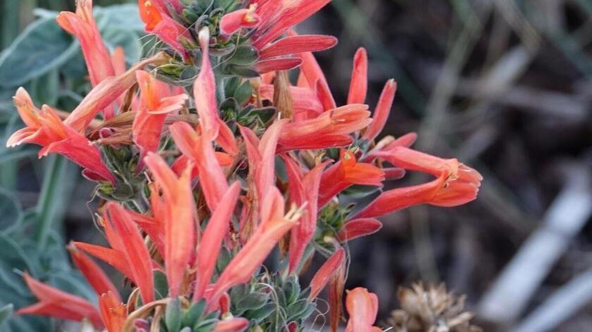 Pollinator Plant List: Uruguayan firecracker plant offers hummingbirds nectar from July through October.