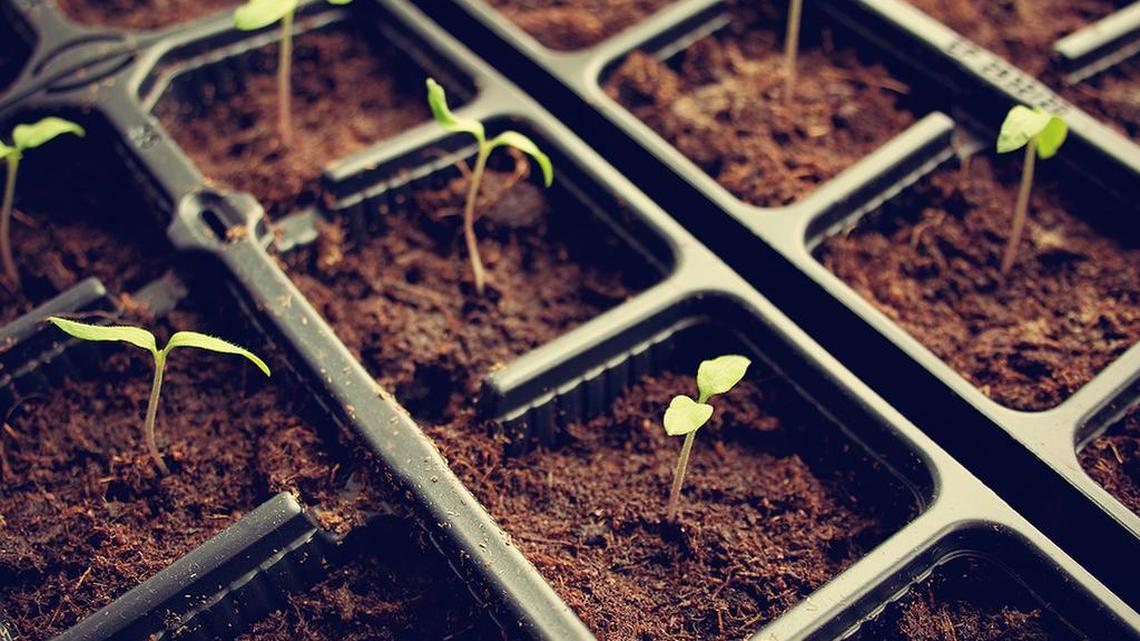 Now’s the time to plant seeds that can be started indoors