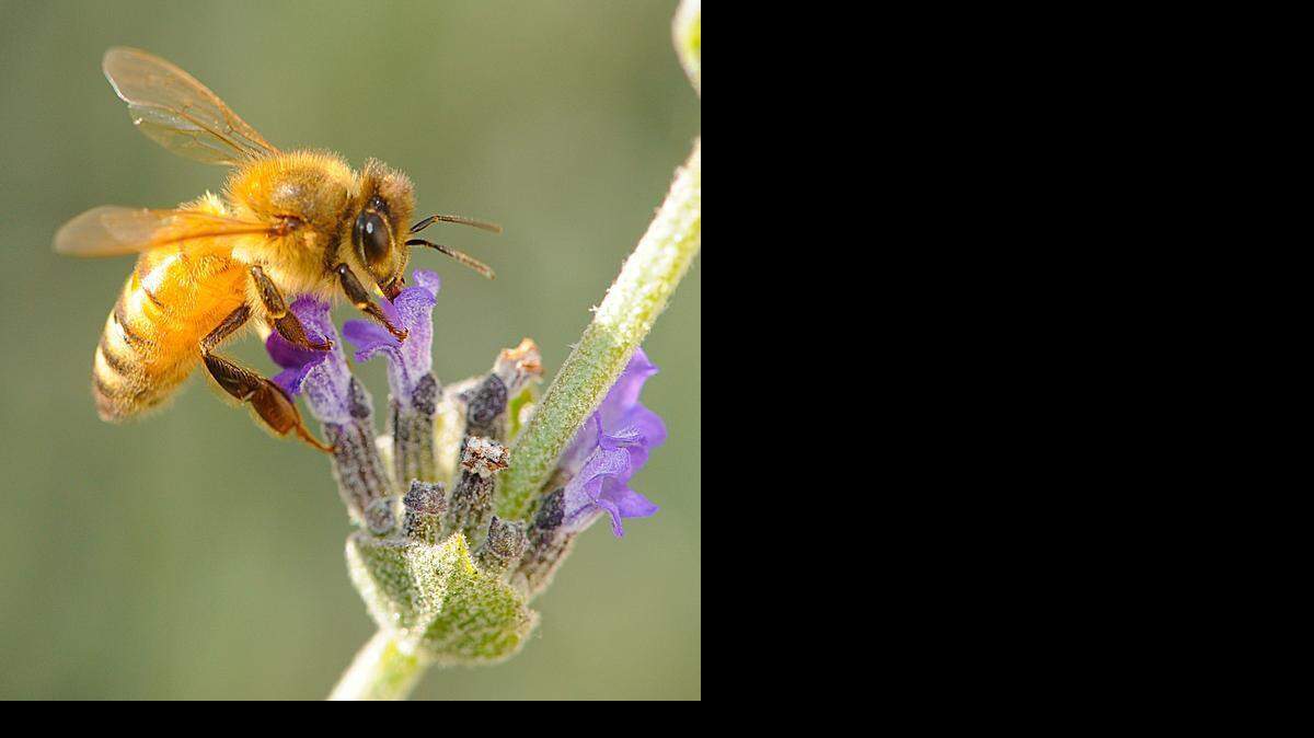
An Italian honeybee works a flower in a Davis backyard. Italian honeybees are the species used by many Sacramento area beekeepers.
