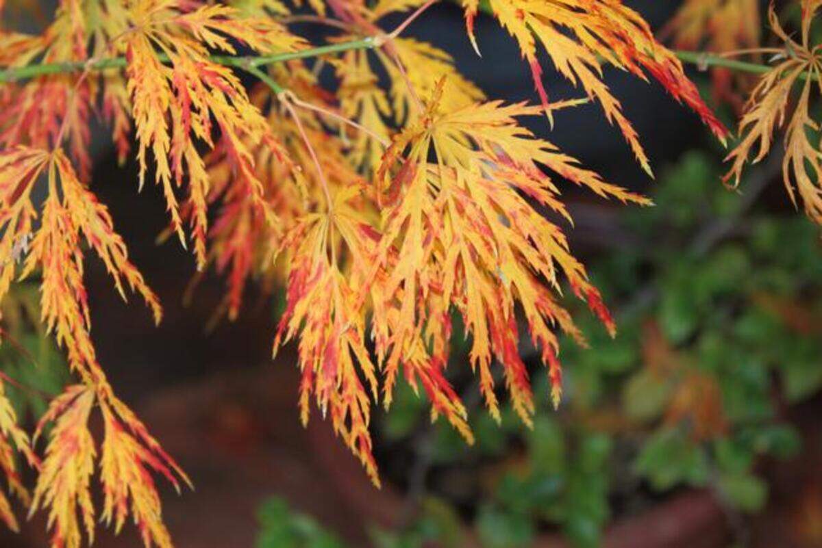 Enjoy the beauty of fall foliage, but clean up fallen debris so harmful insects don’t have a cozy winter home.