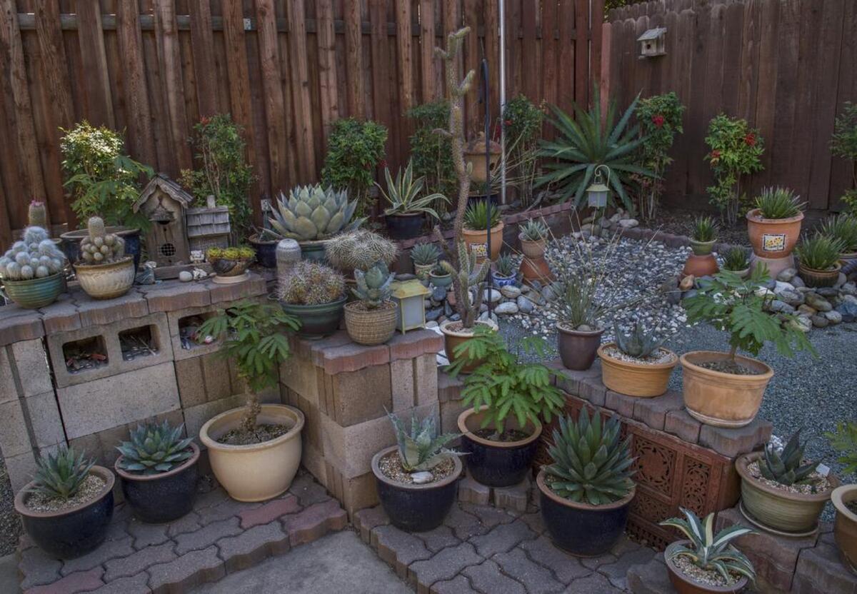 Pat Allen, 80, has a garden full of succulent and cactus plants on Tuesday, May 2, 2017 in Antelope, Calif.