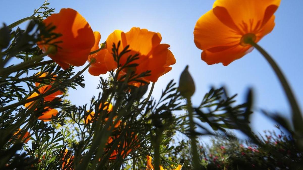 California poppy, the state’s official flower.
