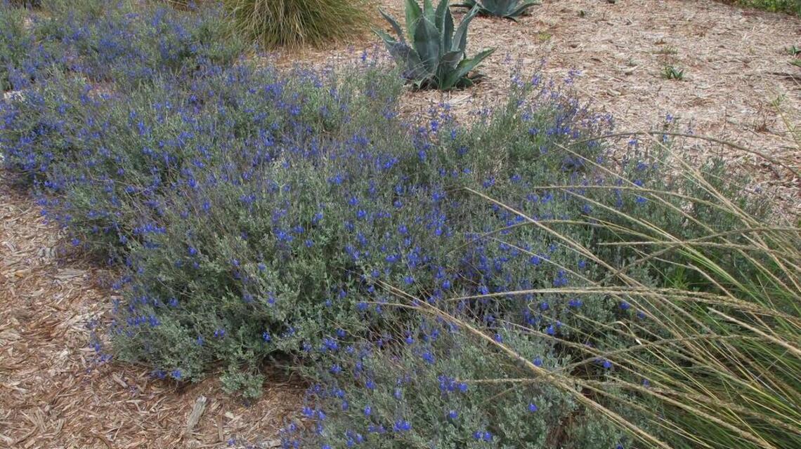 Life After Lawn: Sage with a difference