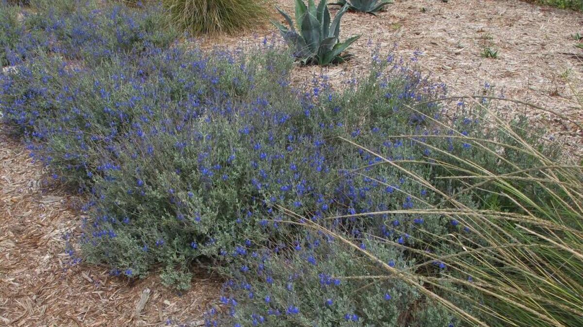 Life After Lawn: Germander sage grows beautifully along Old Davis Road on the UC Davis campus.