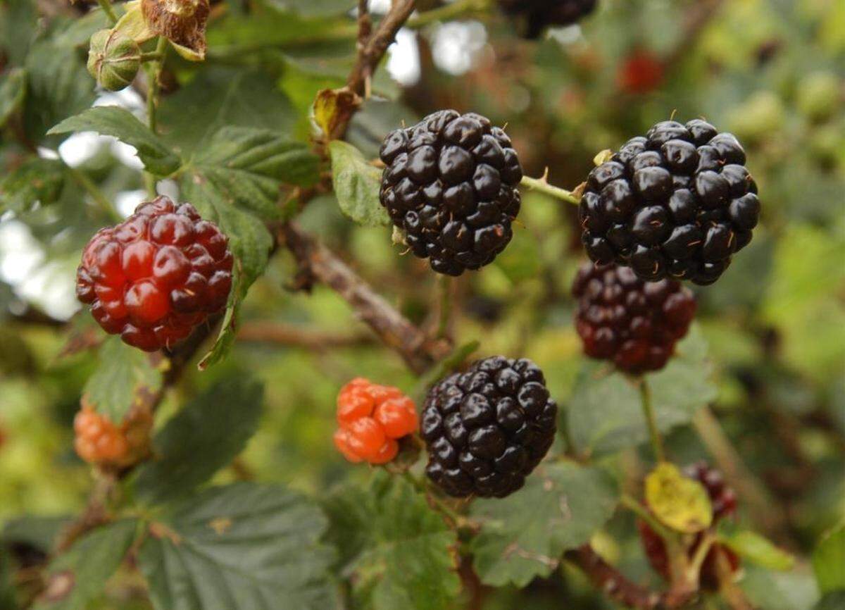 Blackberries need to be pruned after the fruit is harvested. That helps assure a good crop next year.