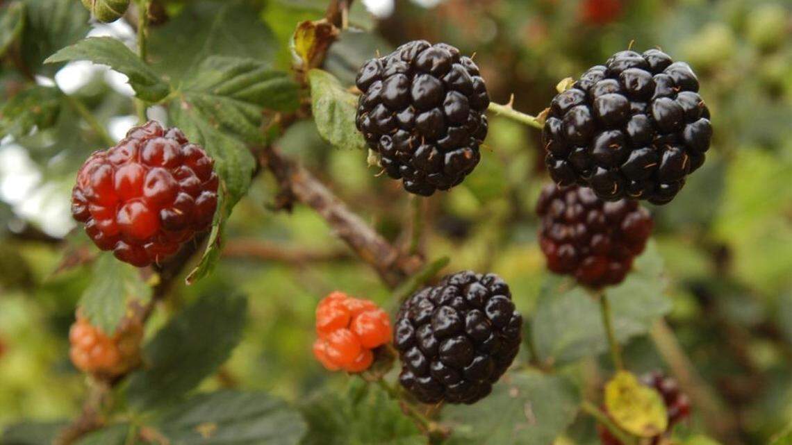 Blackberry season is here. Here are health benefits, uses of the prickly bush and berries