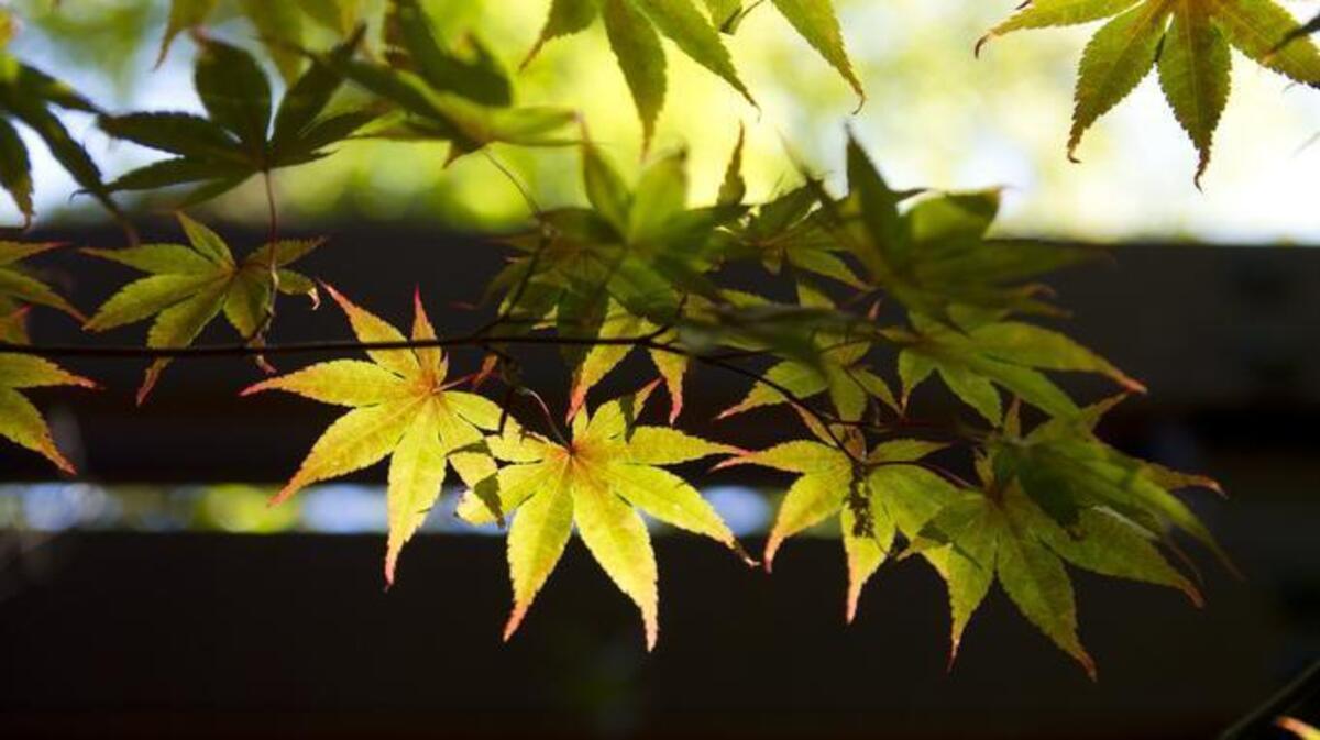 Pruning Japanese maples will be taught 10 a.m. Sunday, Jan. 31, at El Dorado Nursery.