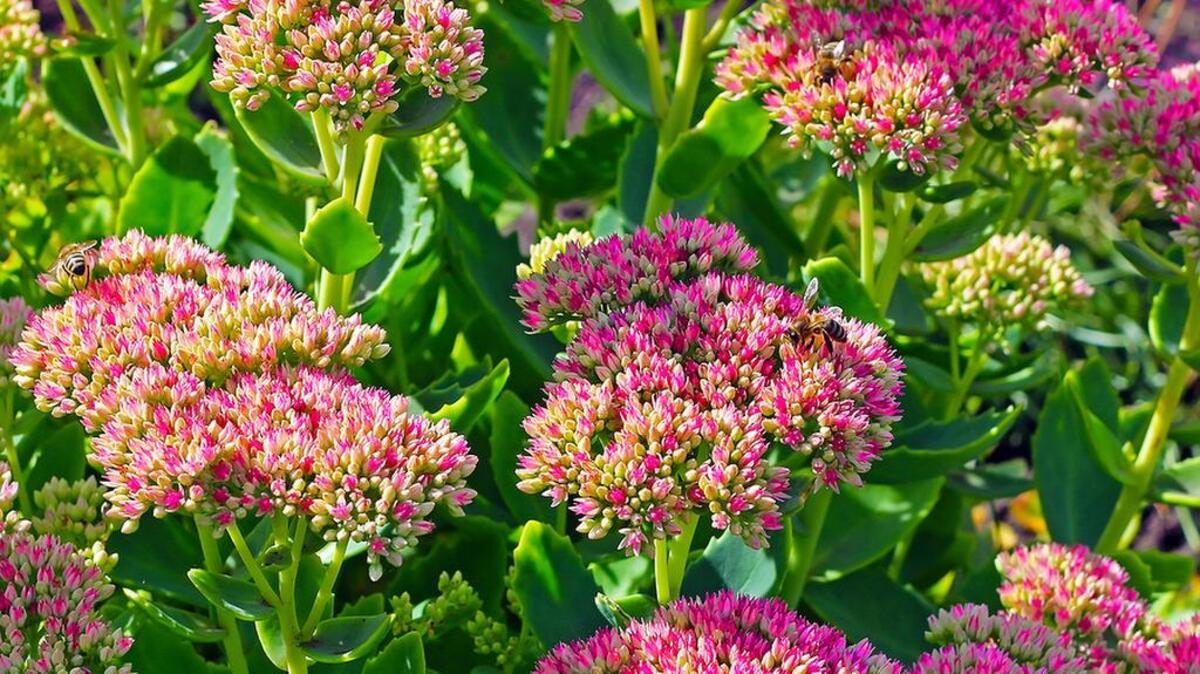 Sedum is among plants recommended for drought-tolerant gardens.