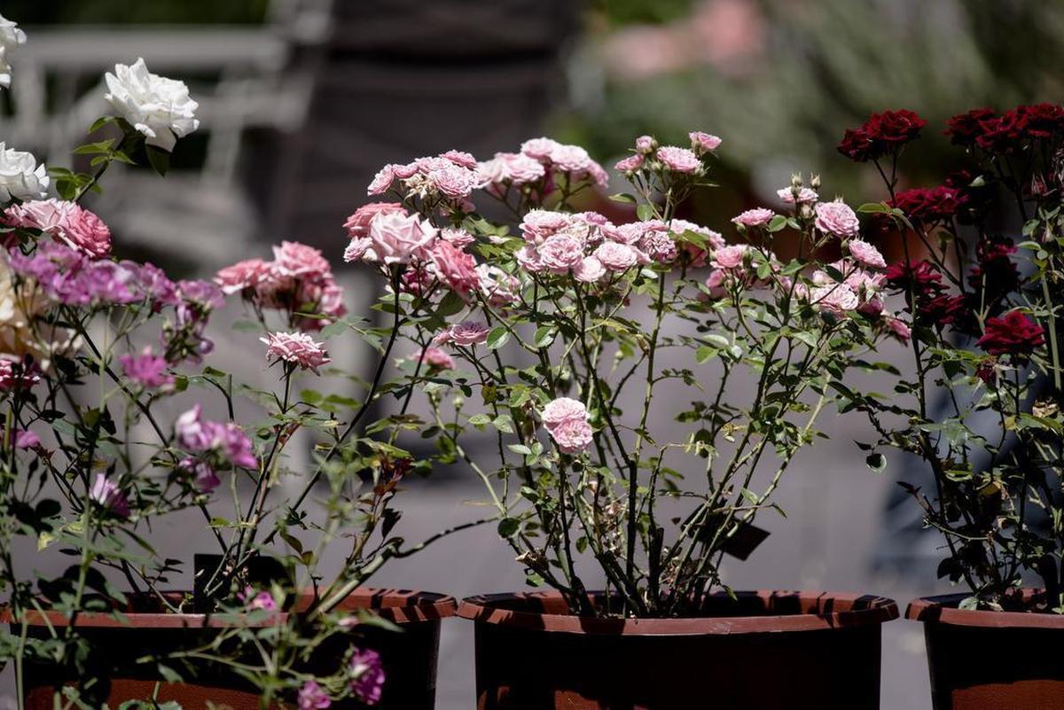 Plants in pots -- like these miniature roses -- need even more fertilizer and water at the end of summer as their roots fill up the container and demand more nutrients.