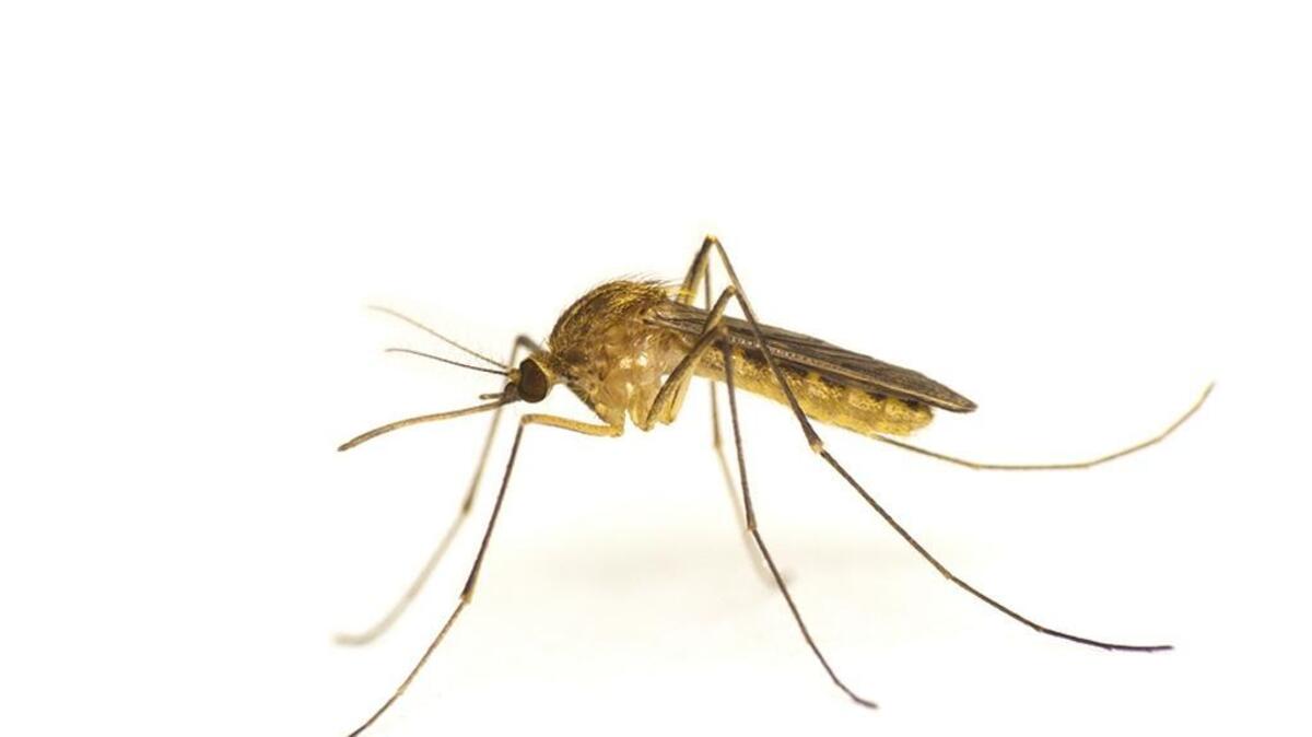 Mosquitoes are looking for places to breed, such as puddles that accumulate in saucers under potted plants.