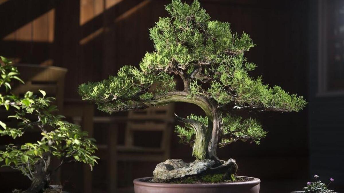 The annual Bonsai Show is this weekend at Shepard Garden and Arts Center.