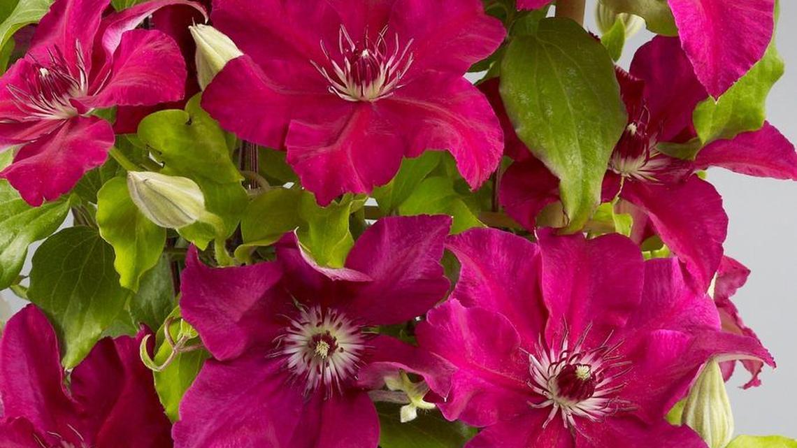How to help struggling plants thrive as summer blooms replace spring bulbs