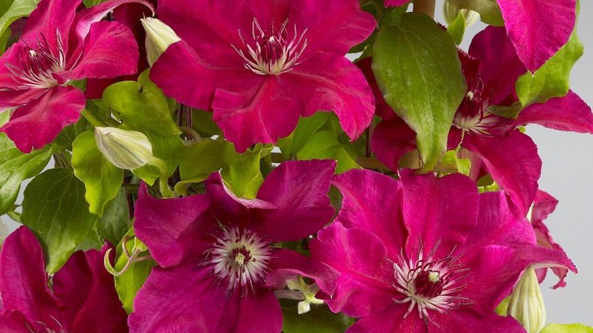 Clematis, such as these compact Daiyuclematis, are starting to take centerstage in Western Washington gardens as spring bulbs start to fade.
