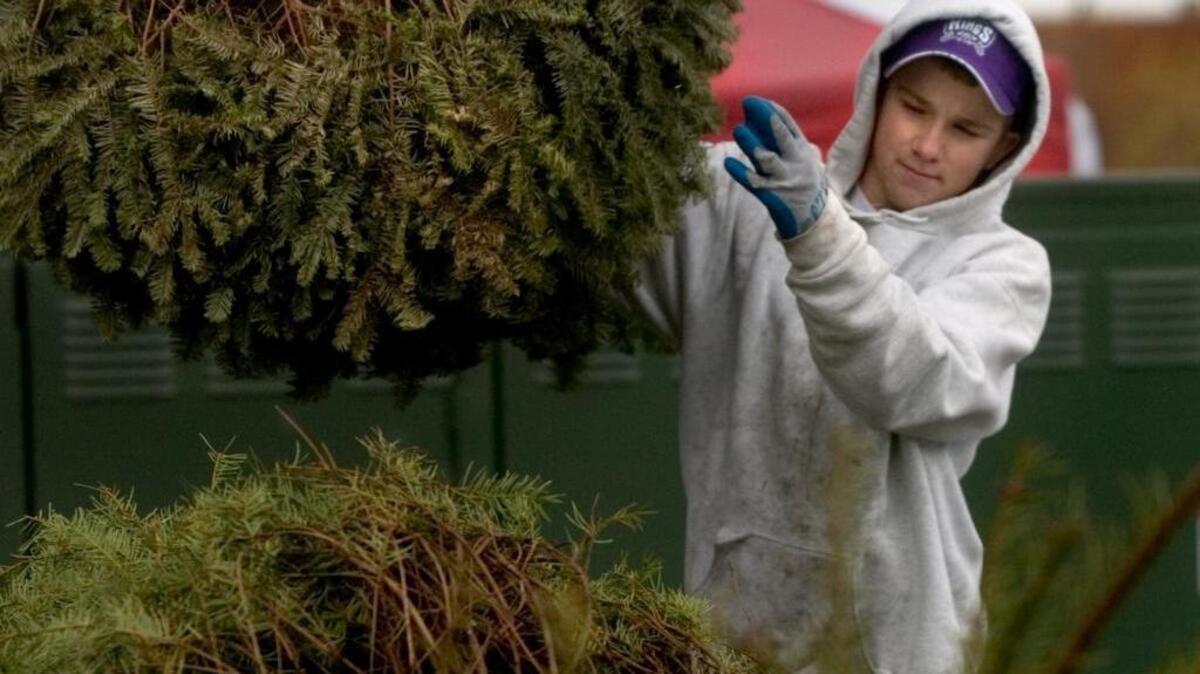 Christmas trees are collected by the city and by local groups as fundraisers, too.