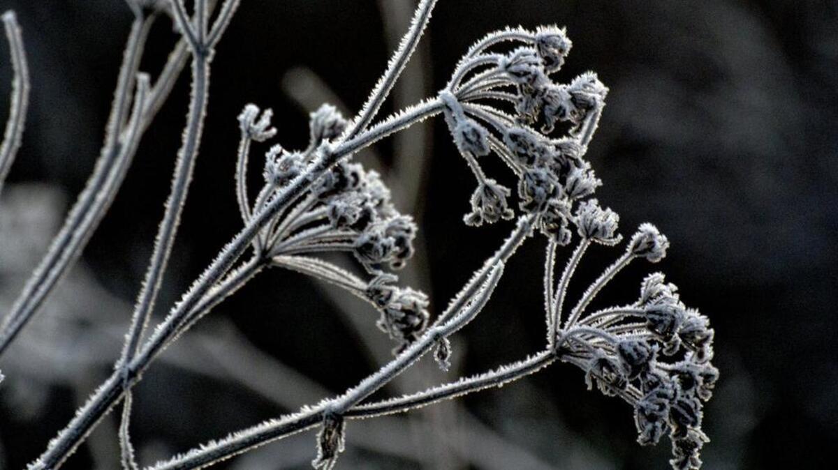 Frost covers plants along the American River Parkway bike trail.