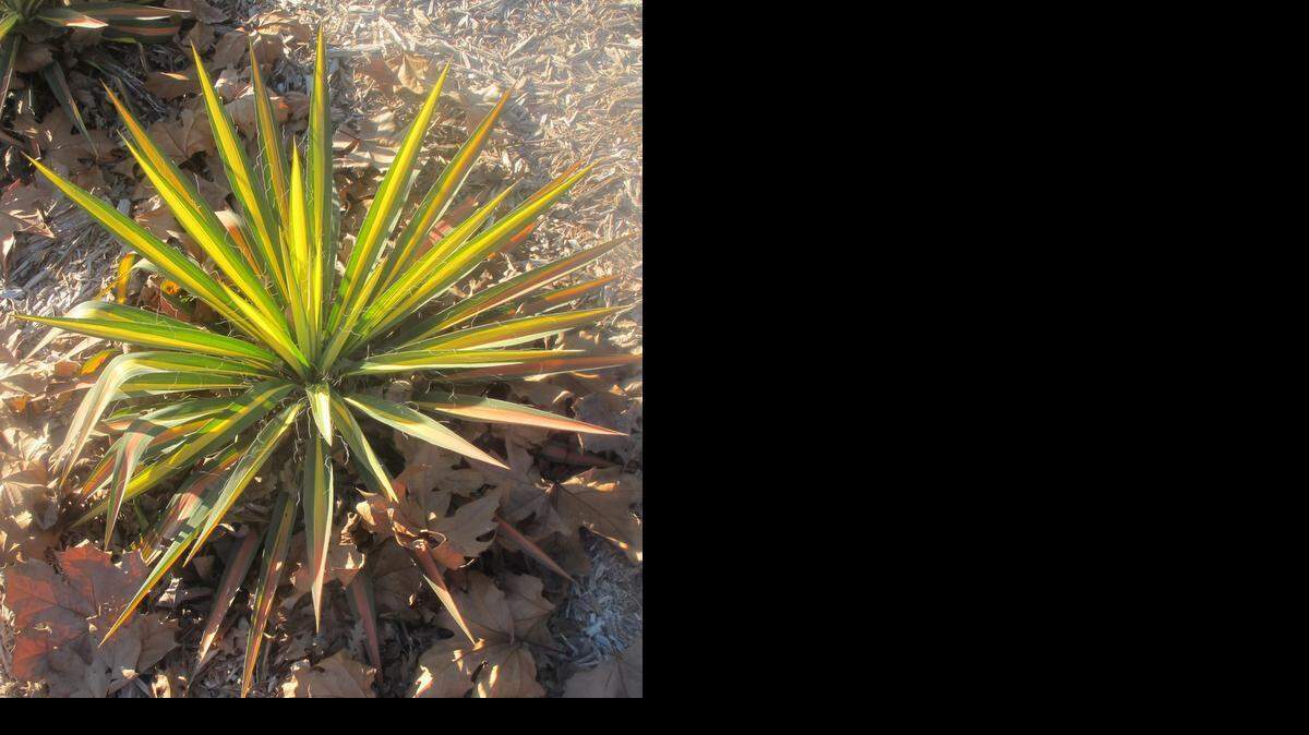 
Aboretum Spotlight: Color Guard yucca adds drama to the dry garden.
