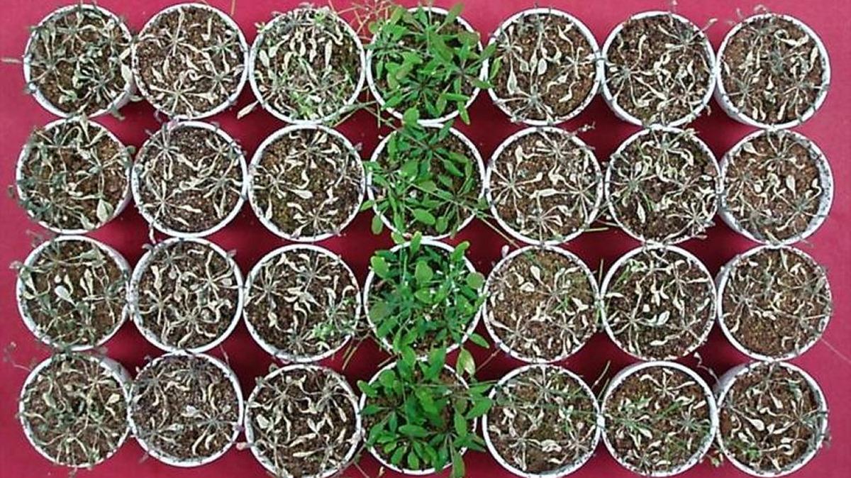 Plants watered with different acids after 14 days without water. Plants watered with vinegar are in the middle.