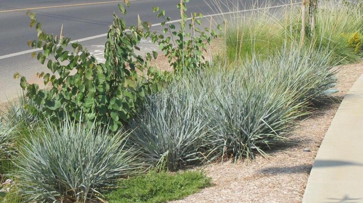 Life After Lawn: Canyon Prince wild ryegrass is a California native with handsome blue foliage.