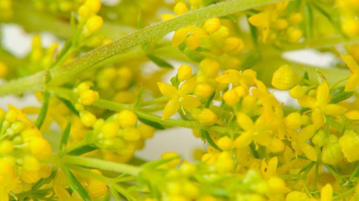 Yellow bedstraw (galium verum) flowers are among the weeds to watch.
