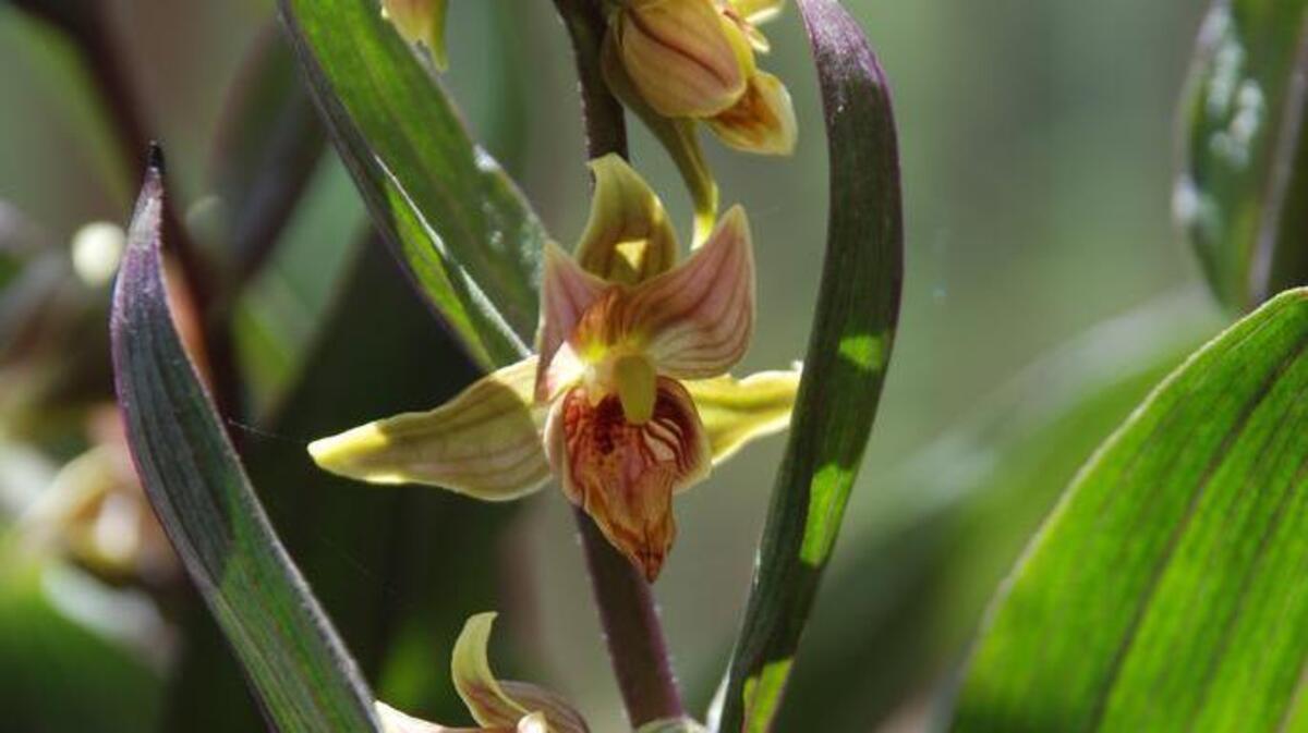 
Arboretum Spotlight: Serpentine Night stream orchid is a drought-tolerant California native that produces eye-catching flowers in dappled shade.
