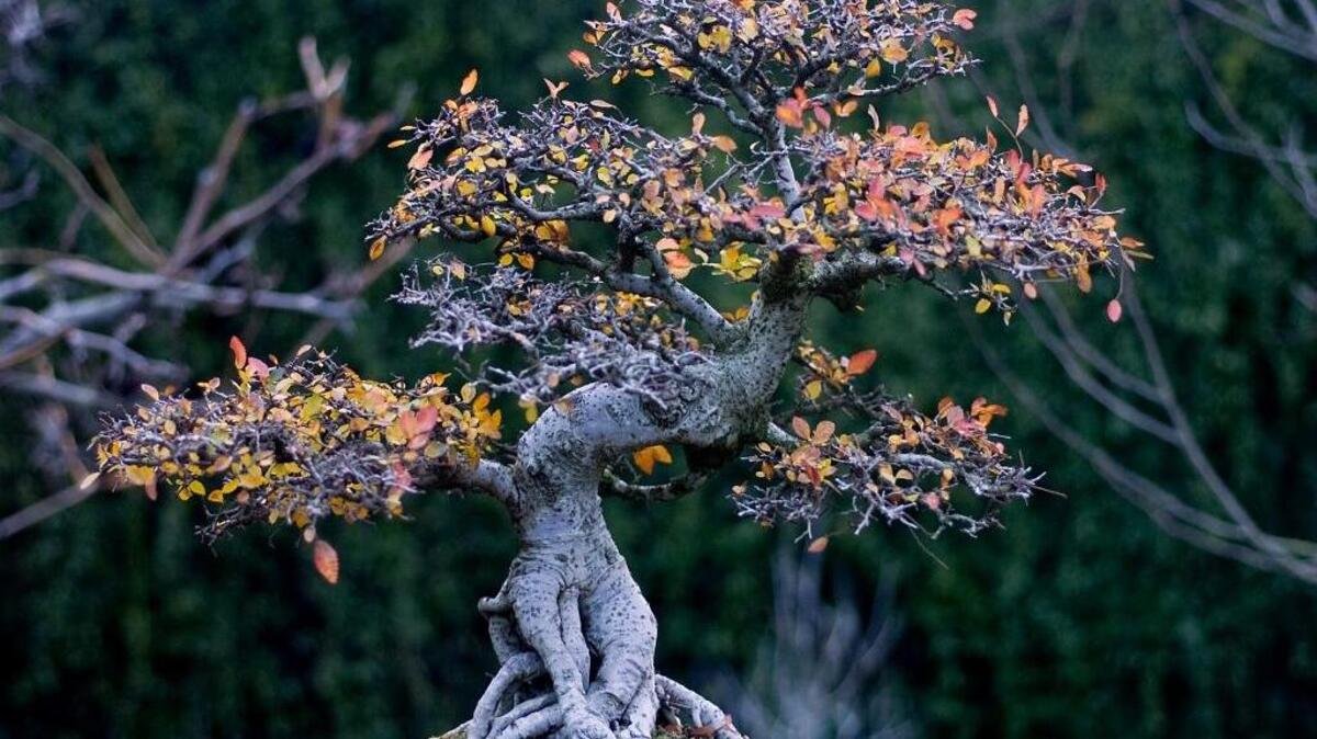 An azalea bonsai shows its fall color.